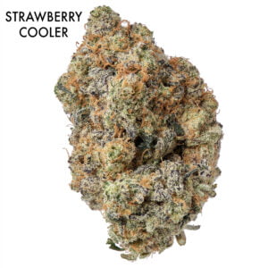 ON SPECIAL FLOWER - Strawberry Cooler