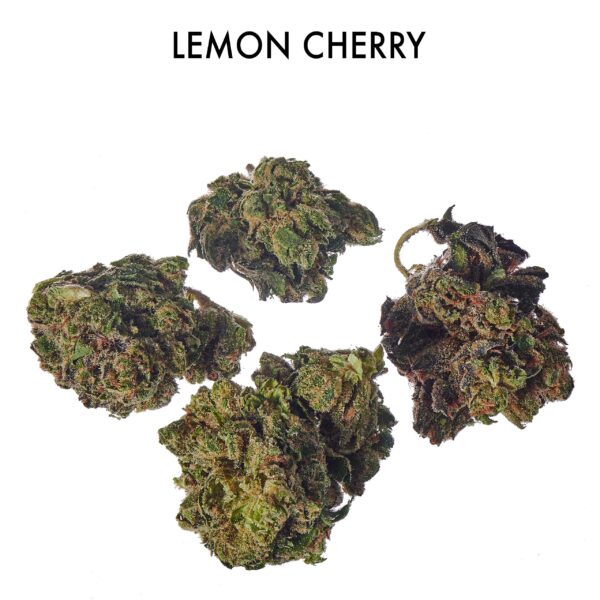 ON SPECIAL FLOWER - Lemon Cherry Gelato