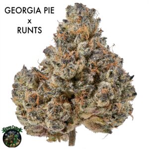 AAAA+ DESIGNER FLOWER - GEORGIA RUNTZ