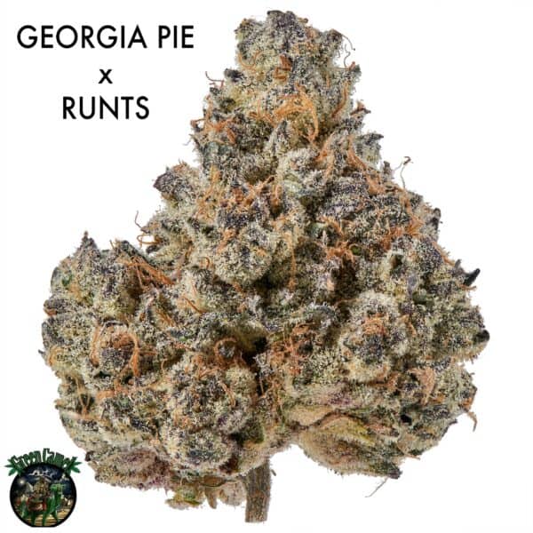 AAAA+ DESIGNER FLOWER - GEORGIA RUNTZ