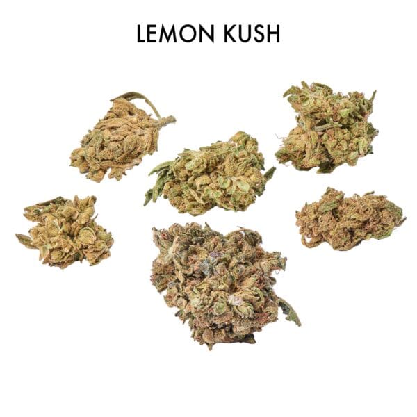 ON SPECIAL FLOWER width=