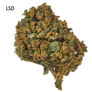 ON SPECIAL FLOWER - L.S.D