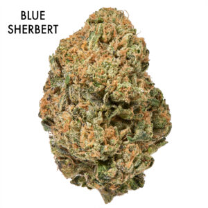 ON SPECIAL FLOWER - Blue Sherbert