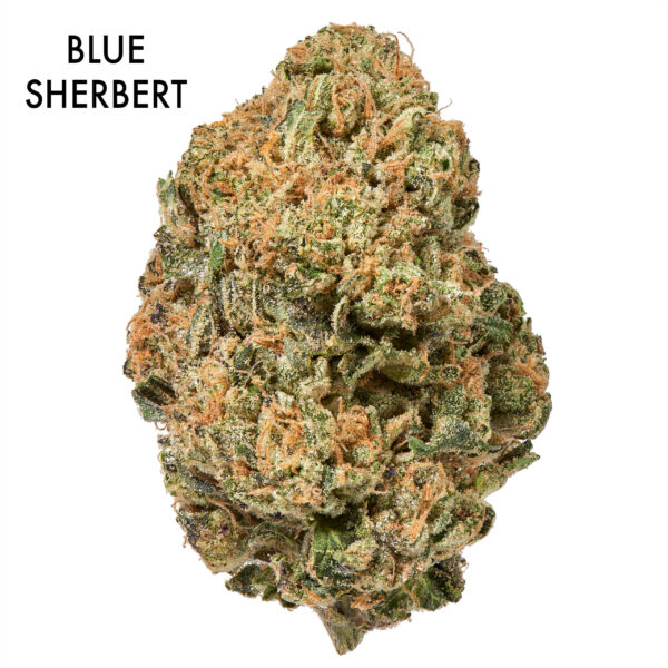 ON SPECIAL FLOWER - Blue Sherbert