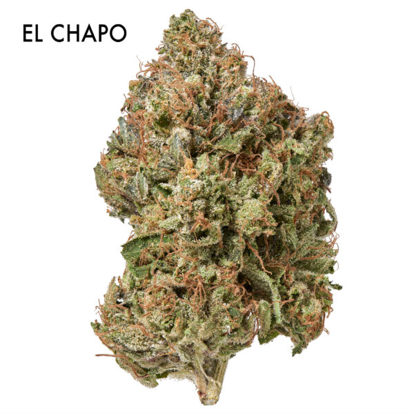 ON SPECIAL FLOWER - El Chapo