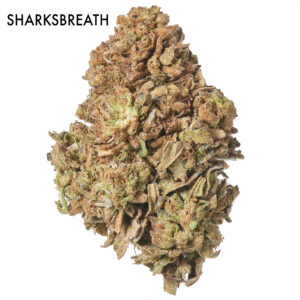 ON SPECIAL FLOWER - Sharks Breath