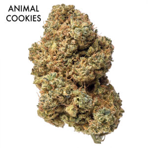 ON SPECIAL FLOWER - Animal Cookies