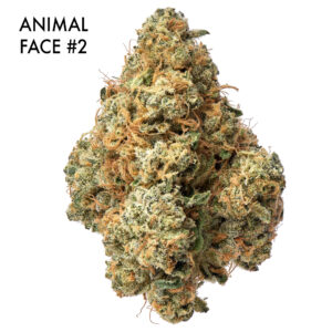 Stacked from 11 images. Method=B (R=7,S=4) 1 OUNCE JAR - ANIMAL FACE #2