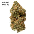 ON SPECIAL GAS AAAA - Animal Face #3