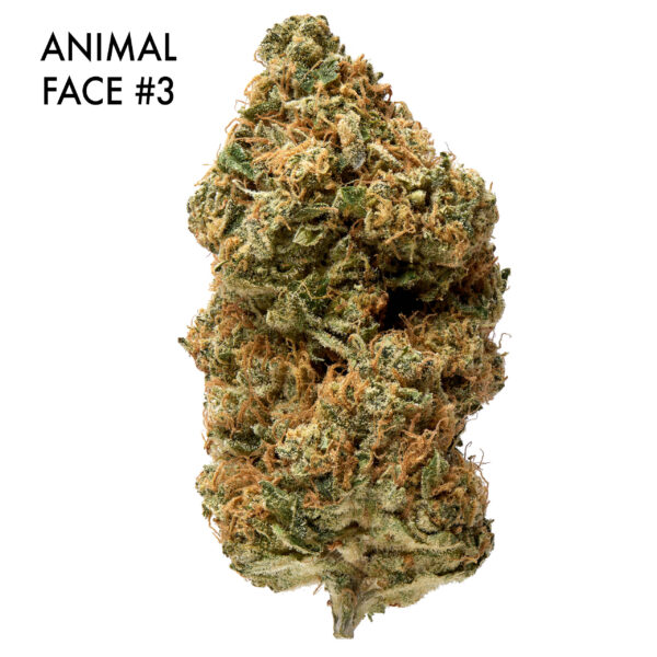 ON SPECIAL GAS AAAA - Animal Face #3