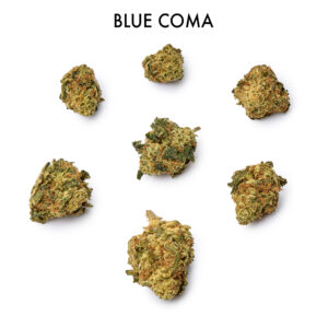 ON SPECIAL FLOWER - Blue Coma