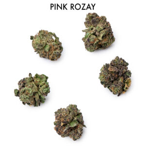 ON SPECIAL FLOWER - Pink Rozay