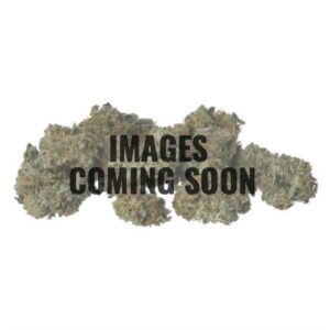 ON SPECIAL FLOWER - Mixed Buds