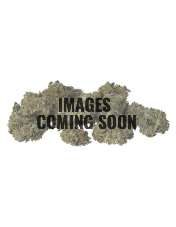 ON SPECIAL FLOWER - Mixed Buds