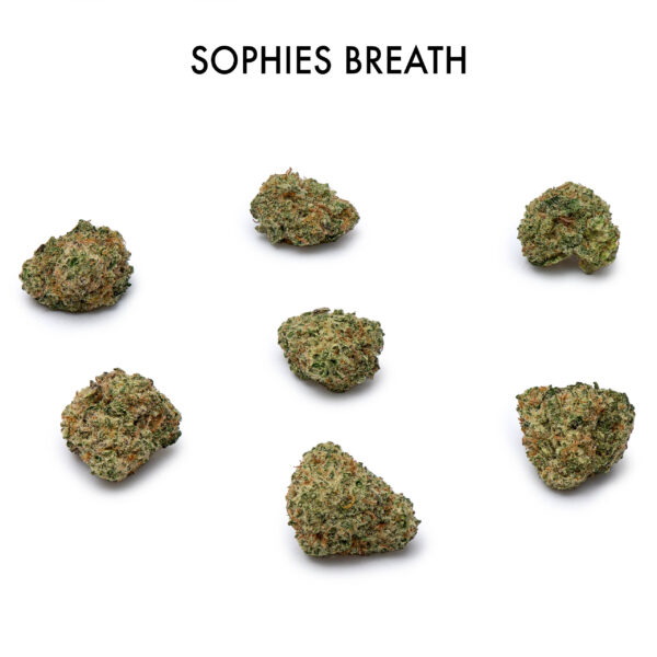ON SPECIAL FLOWER - Sophie`s Breath