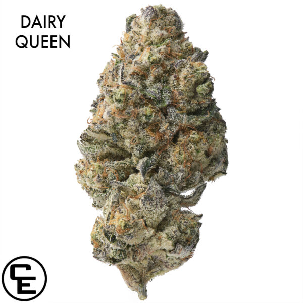 AAAA DESIGNER FLOWER - DAIRY QUEEN