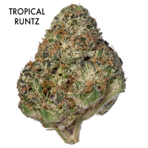 ON SPECIAL FLOWER - Tropical Runtz