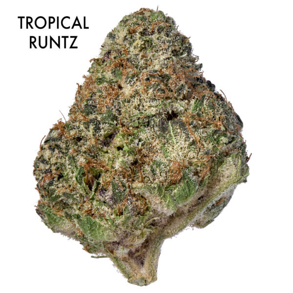 ON SPECIAL FLOWER - Tropical Runtz