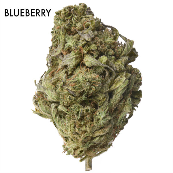 Stacked from 11 images. Method=B (R=7,S=4) ON SPECIAL FLOWER width=