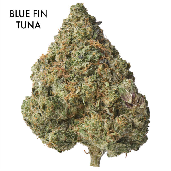 ON SPECIAL GAS AAAA - Blue Fin Tuna
