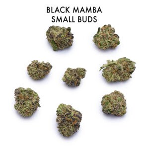ON SPECIAL FLOWER - Black Mamba
