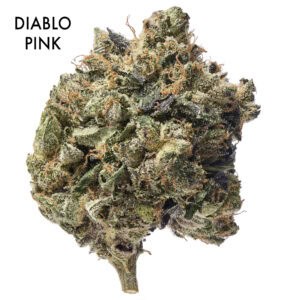 ON SPECIAL FLOWER - Diablo Pink