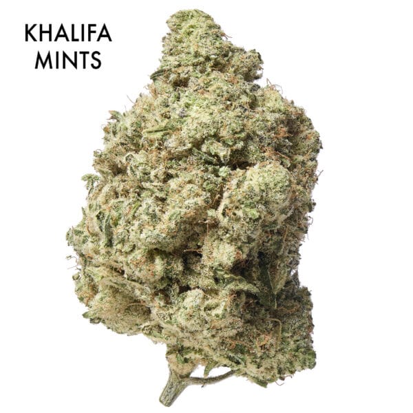 ON SPECIAL FLOWER - Khalifa Mints (BIGS)