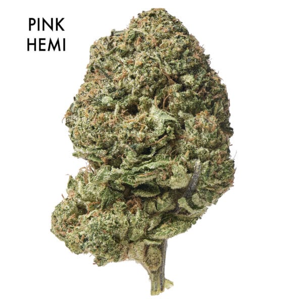 ON SPECIAL FLOWER - Pink Hemi