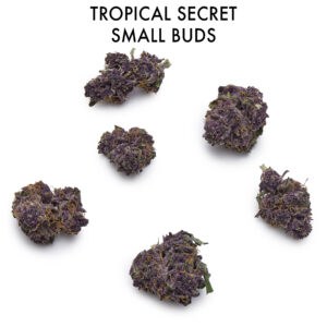 ON SPECIAL FLOWER - Trop Secret