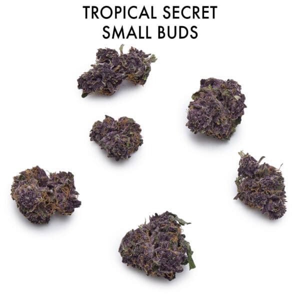 ON SPECIAL FLOWER - Trop Secret